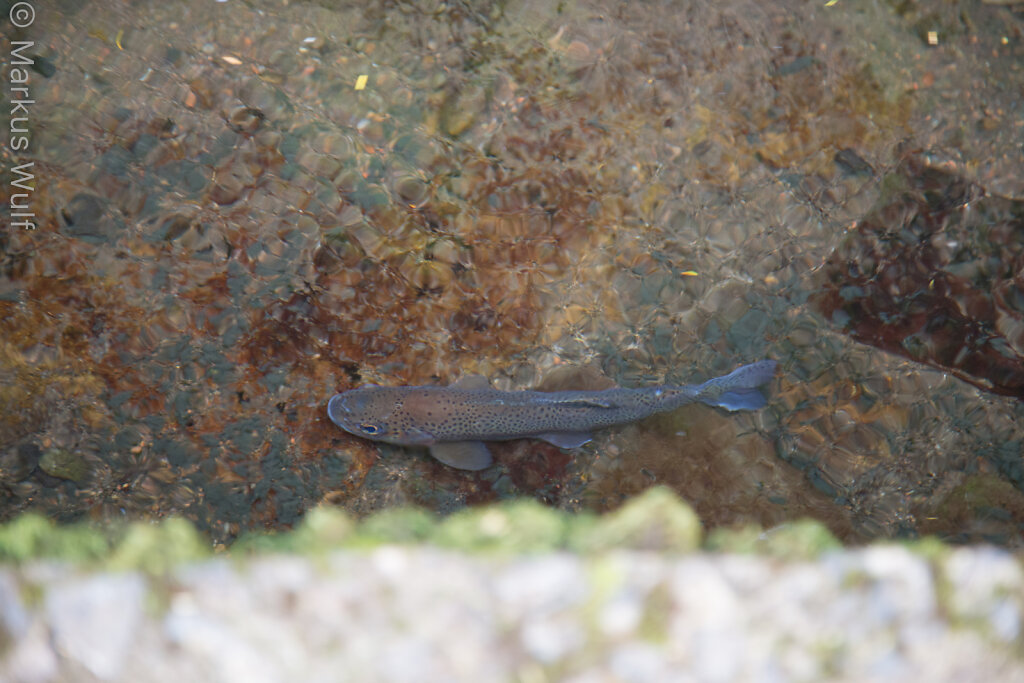 Fisch in 1000m Höhe