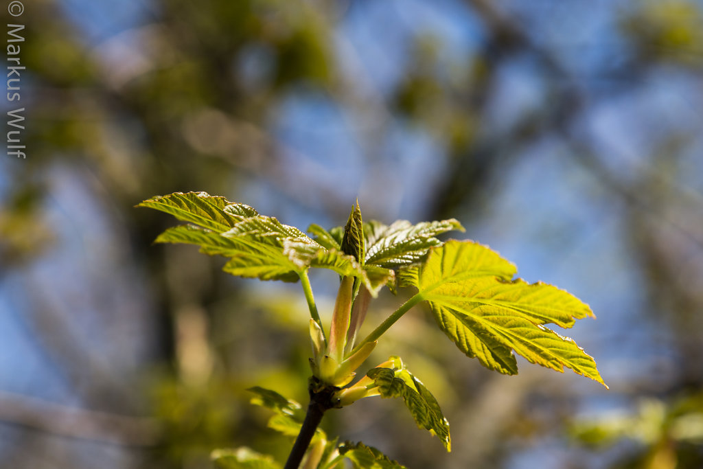 Frühling