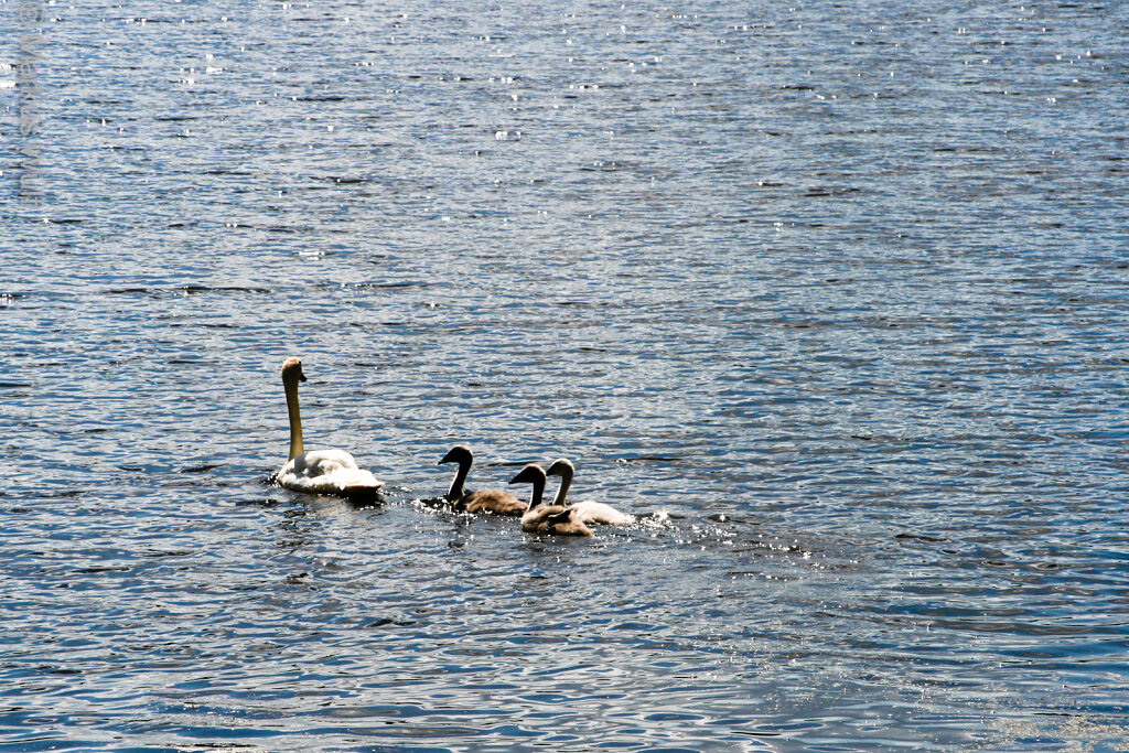 Mein lieber Schwan