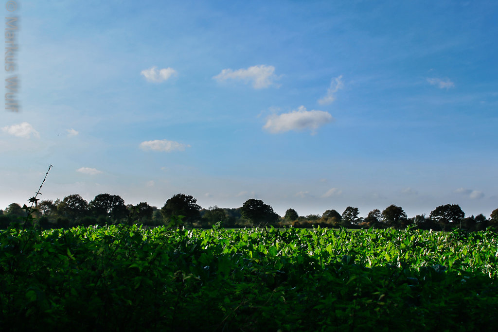 Grün und Blau