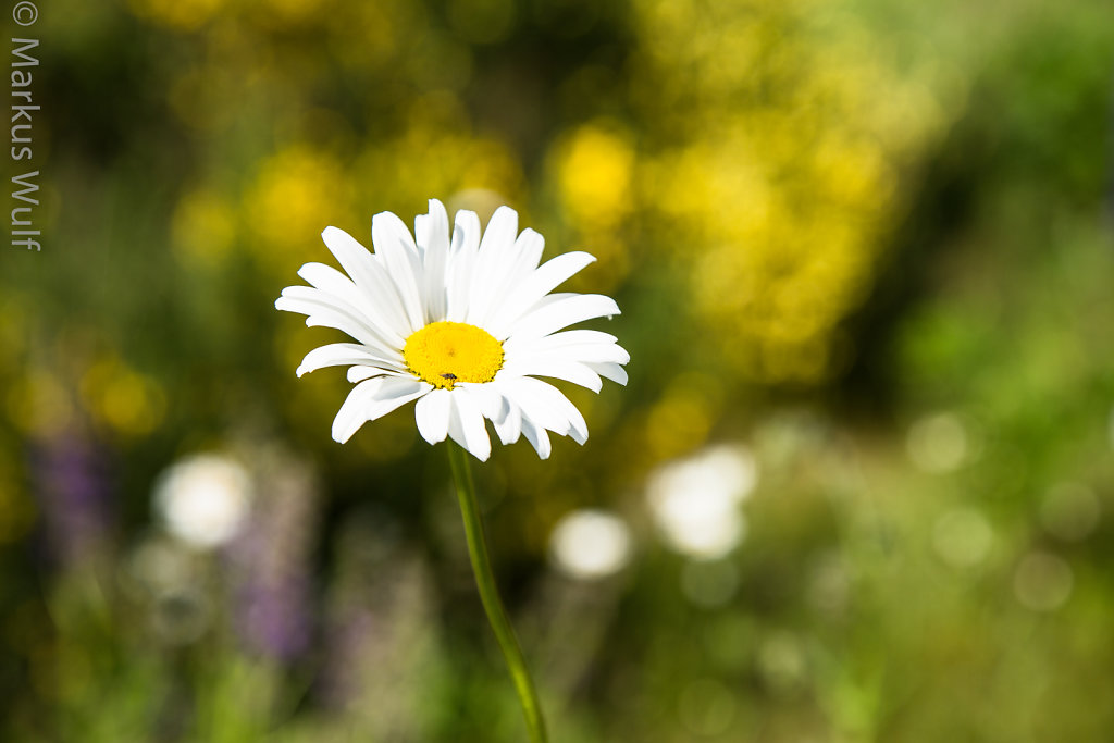 Blüte