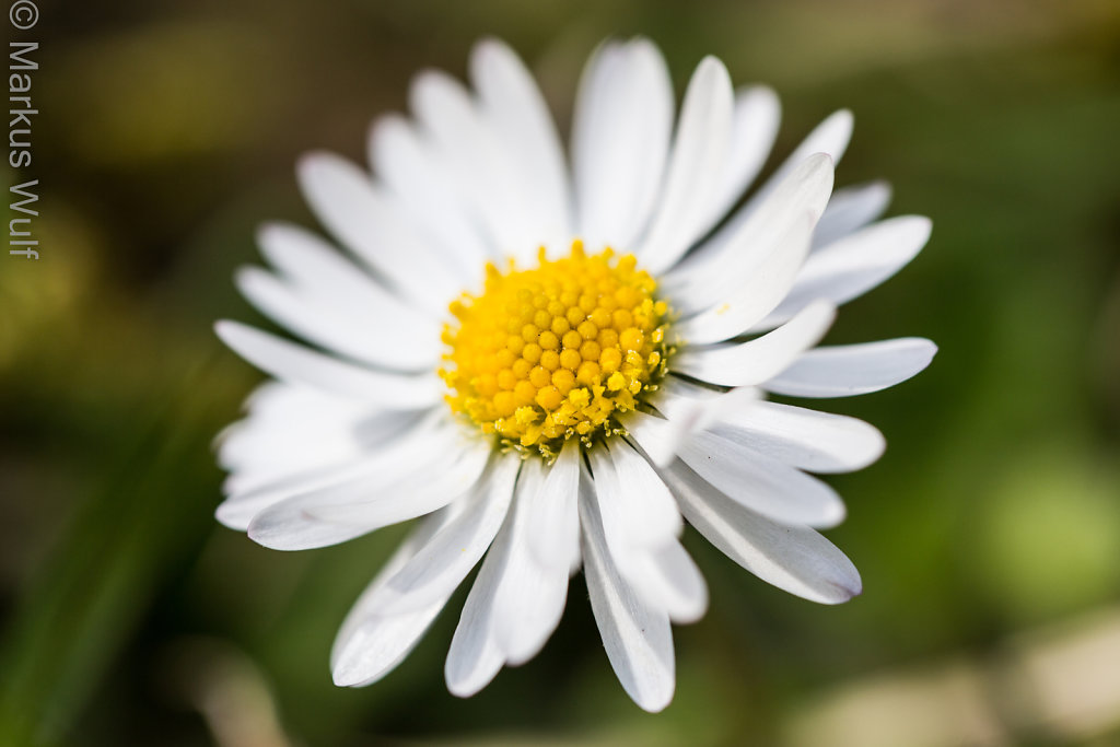 Gänseblümchen