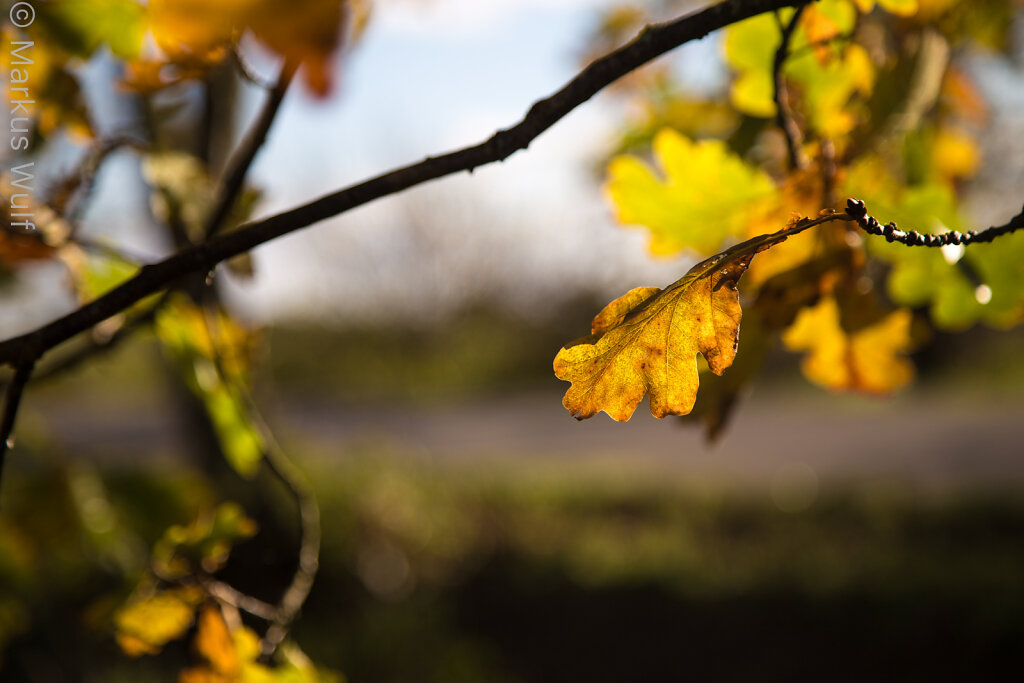 Goldener Oktober